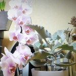 Composición con orquídeas
