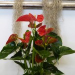 Anthurium