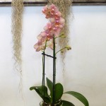 Orquídeas para interior